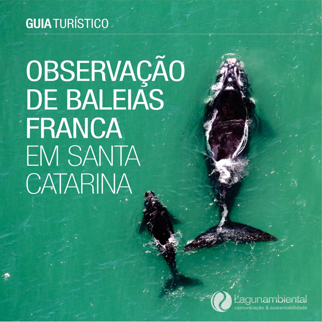 Site lança 2ª edição do Guia Turístico de Observação de Baleias Franca