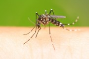 Médico infectologista alerta para o cuidado com a proliferação da Dengue    