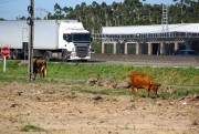 DNIT/SC e Consórcio agem para evitar pastoreio de animais próximos da BR-101