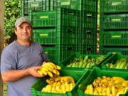 Produção de banana se recupera em SC e deve ser 50% maior em comparação a 2021