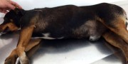 Ajude no tratamento de cão resgatado no bairro Tereza Cristina