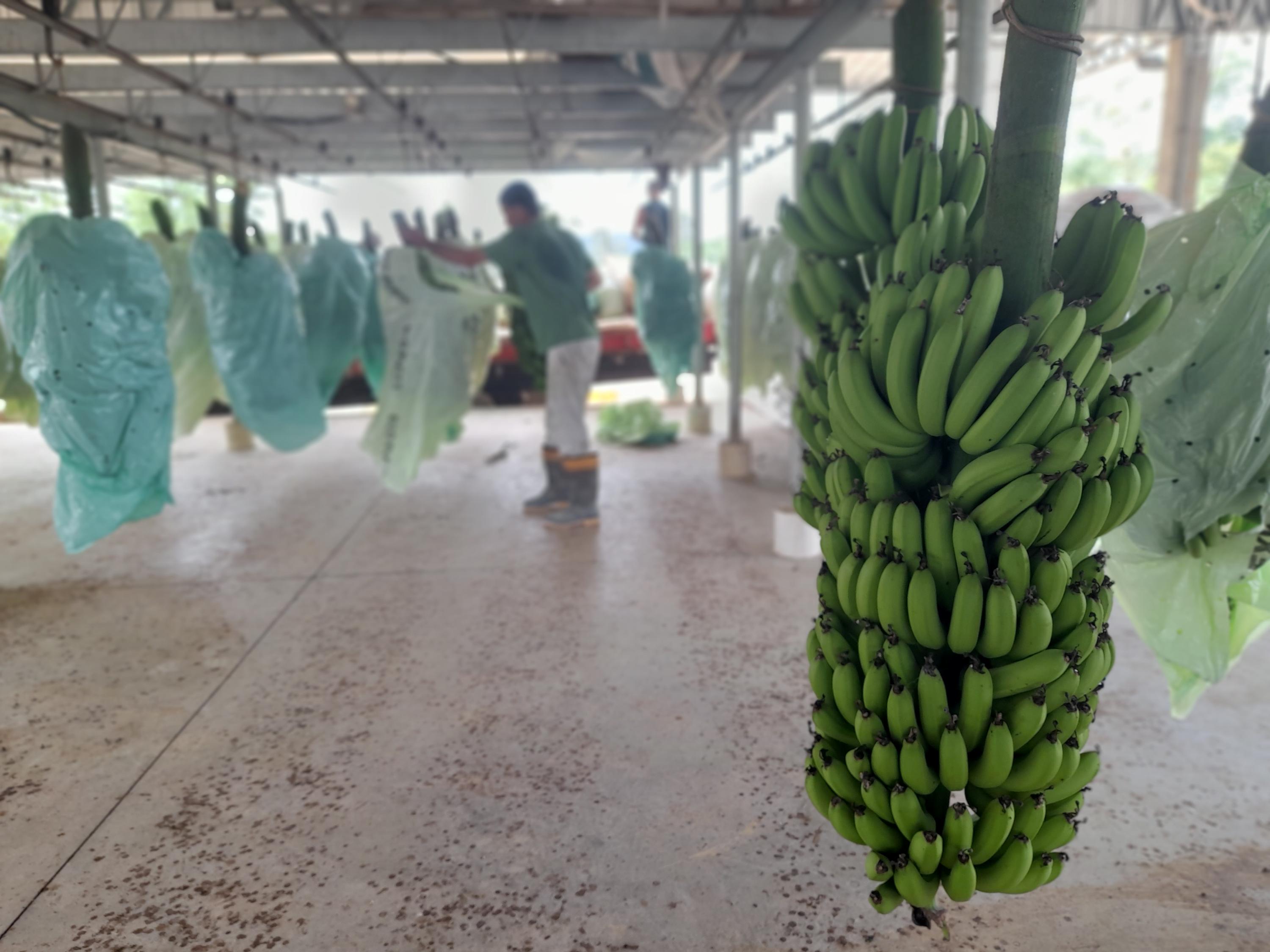 Controle da Sigatoka negra &eacute; decisivo para comercializa&ccedil;&atilde;o da banana em SC
