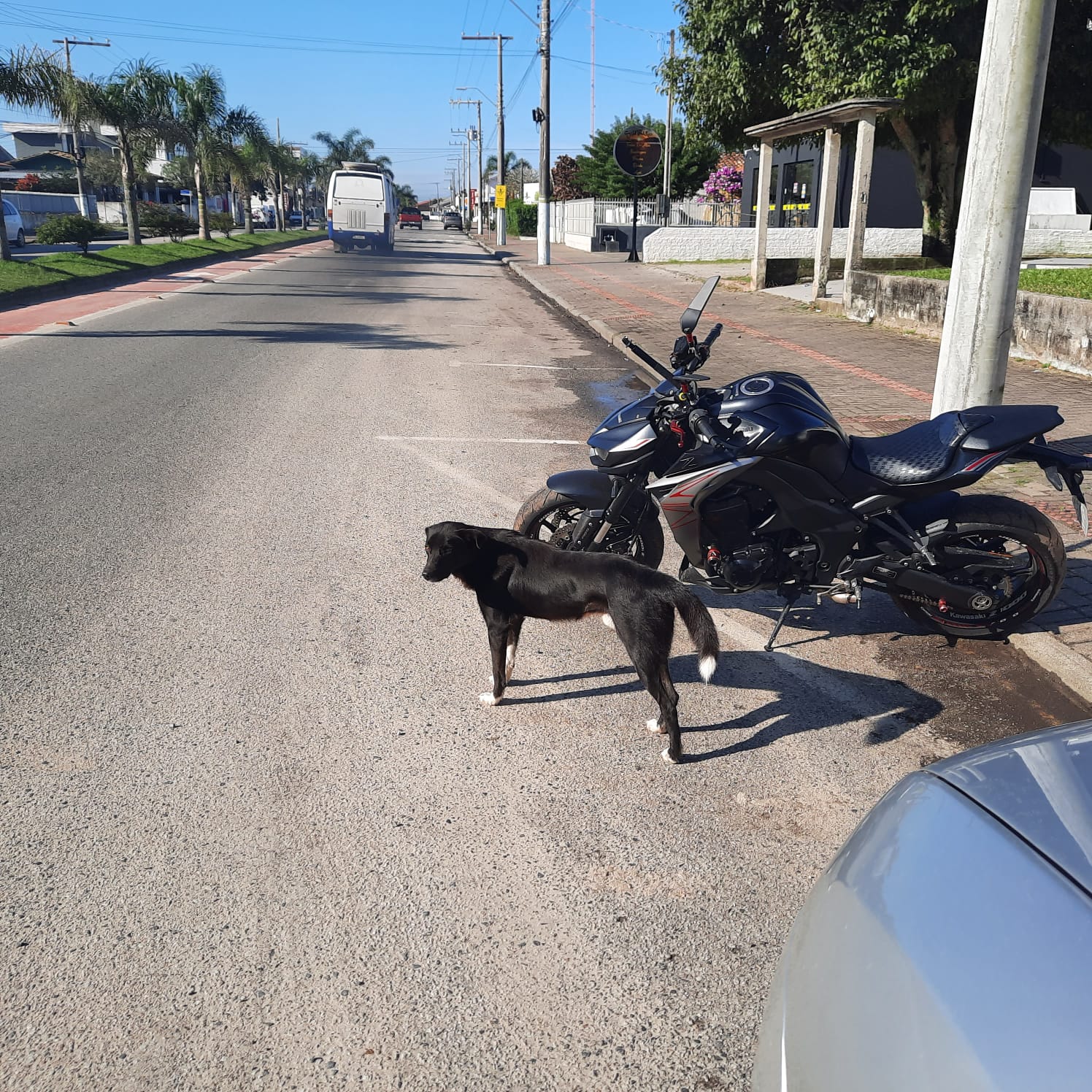Vereador Baldissera relata preocupa&ccedil;&atilde;o com c&atilde;es abandonados