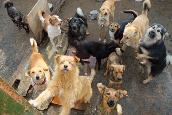 Munic&iacute;pio ter&aacute; que intervir e auxiliar mulher que abriga 50 c&atilde;es em resid&ecirc;ncia 