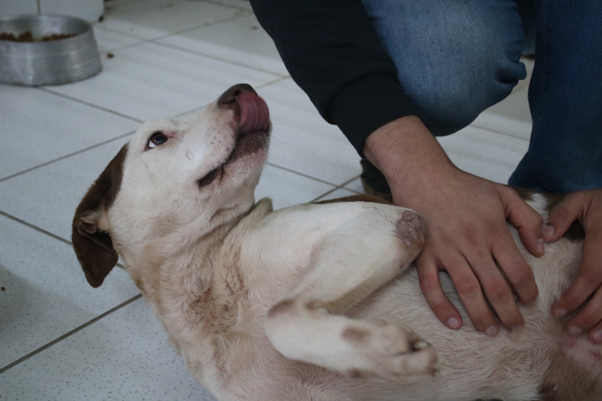 Superintend&ecirc;ncia de Bem-Estar Animal de Crici&uacute;ma promove feira de ado&ccedil;&atilde;o
