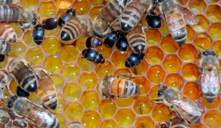 Cidasc alerta apicultores e meliponicultores sobre Besouro das Colmeias