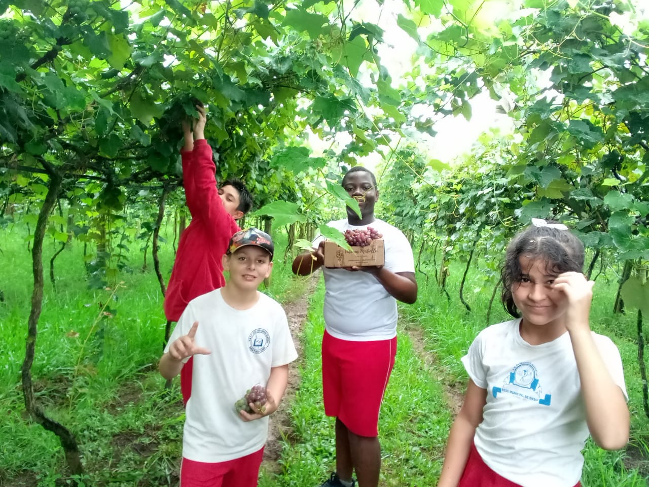 Estudantes da Col&ocirc;nia de F&eacute;rias de I&ccedil;ara (SC) conhecem vin&iacute;cola