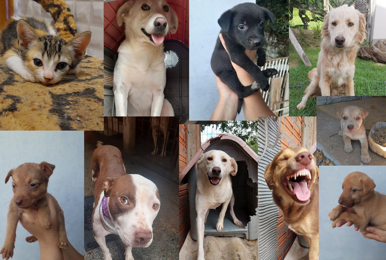 Primeira feira de ado&ccedil;&atilde;o animal de I&ccedil;ara acontece no pr&oacute;ximo s&aacute;bado  