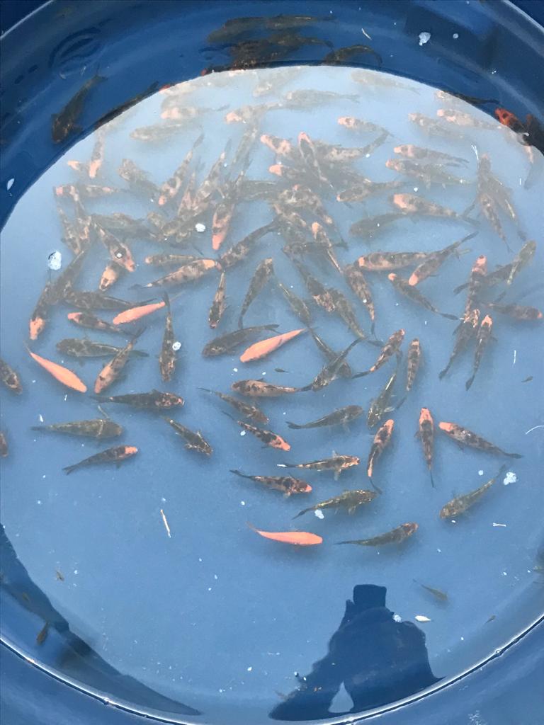 Feira do Peixe Vivo continua nesta sexta-feira em I&ccedil;ara