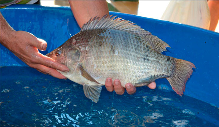 S&eacute;tima edi&ccedil;&atilde;o da Feira do Peixe Vivo come&ccedil;a nesta sexta-feira (7)