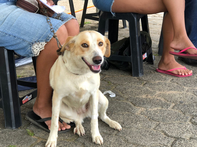 Forquilhinha chega a 500 animais castrados em mutir&otilde;es itinerantes
