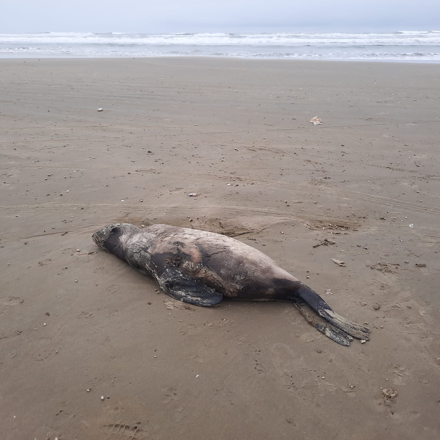 Le&atilde;o-marinho e pinguins s&atilde;o encontrados na beira-mar de Balne&aacute;rio Rinc&atilde;o