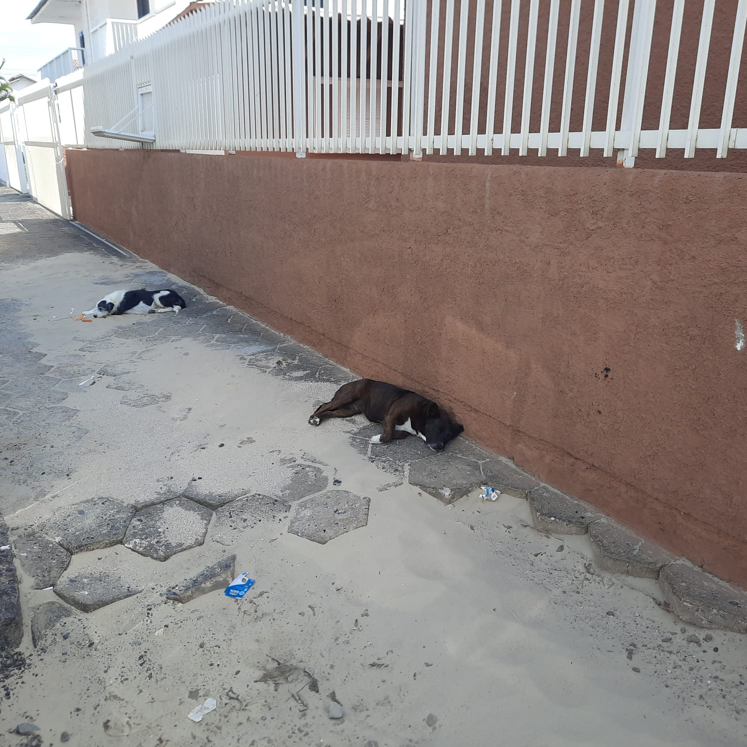 C&atilde;es abandonados invadem a praia e ruas de Balne&aacute;rio Rinc&atilde;o