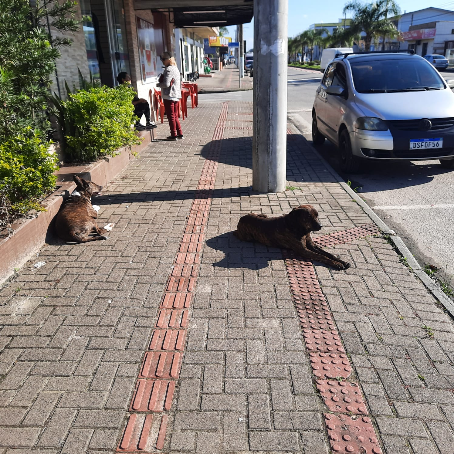 Cachorros abandonados invadem as ruas de Balne&aacute;rio Rinc&atilde;o (SC)