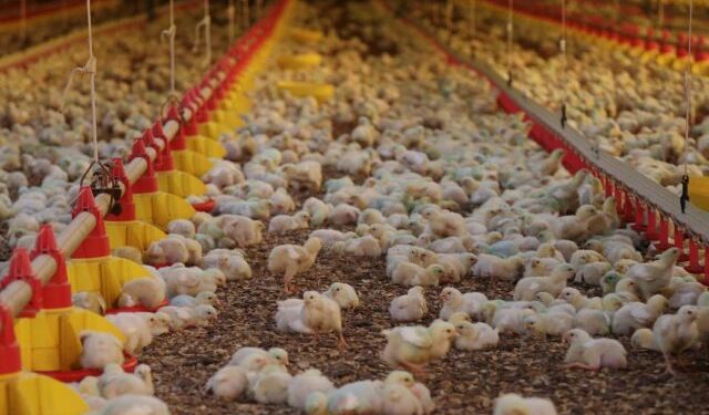 Santa Catarina &eacute; destaque nacional em exporta&ccedil;&otilde;es de carne de aves
