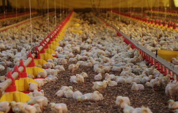 Gripe Avi&aacute;ria no Rio Grande do Sul: um alerta vermelho sobre Santa Catarina