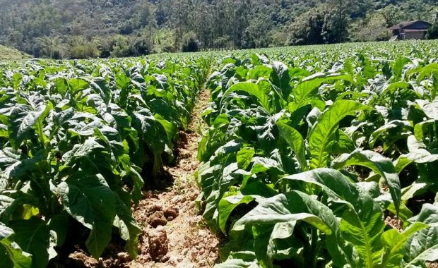 Secretaria da Fazenda adequa uso de Nota Fiscal de Produtor Rural ao setor do fumo