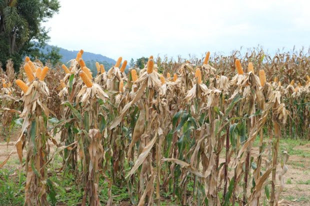 Governo inicia distribui&ccedil;&atilde;o de 200 mil sacas de sementes de milho do Programa Terra Boa