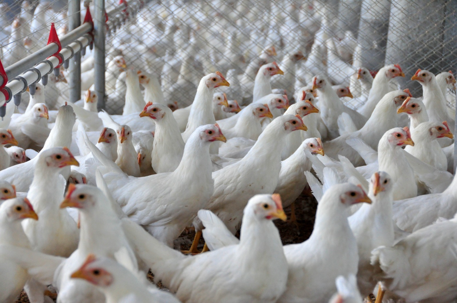 SC registra recorde hist&oacute;rico nas exporta&ccedil;&otilde;es de carnes em 2025