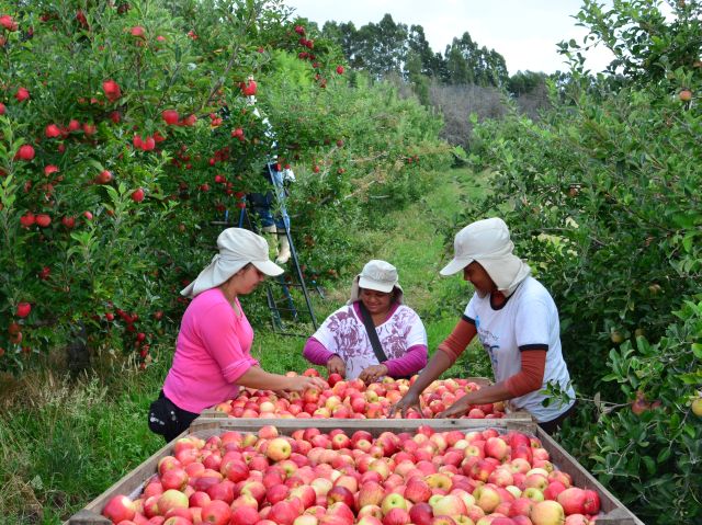 Variedades de ma&ccedil;&atilde; s&atilde;o produzidas na Europa e avan&ccedil;am para expans&atilde;o mundial