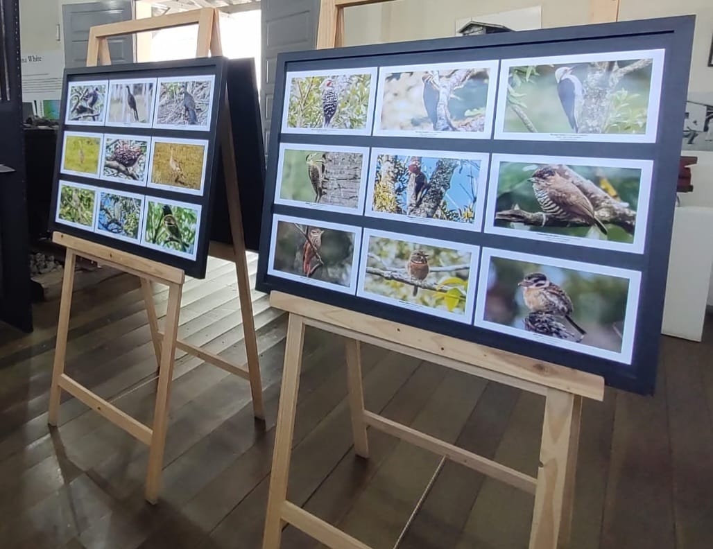 Aves da Mata Atl&acirc;ntica em exposi&ccedil;&atilde;o no Museu ao Ar Livre em Orleans (SC)