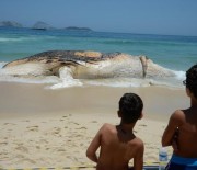 Carcaça de baleia é retirada da Praia de Ipanema, no Rio