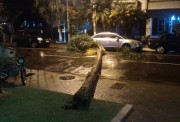 Árvore cai e bloqueia trânsito no Centro de Criciúma