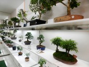 Últimos dias para conferir exposição de bonsai em Criciúma