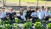Horta de morangos do col&eacute;gio Satc gera bons frutos