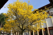 Colorido no campus indica a chegada da Primavera na Unesc