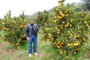 Produ&ccedil;&atilde;o de laranjas traz mais renda para agricultores