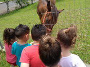 Projeto animais &eacute; levado para sala de aula no CEI Beato An&iacute;bal Maria di Fr&acirc;ncia