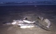 Aparecimento de bagres mortos intriga pescadores