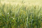 SC investirá R$ 5 milhões em projeto de incentivo ao plantio de cereais de inverno