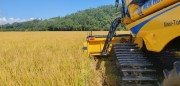 Santa Catarina dá início a colheita do arroz com lançamento de novo cultivar