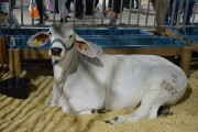 AgroPonte exp&otilde;e animais e conecta o campo &agrave; cidade em Crici&uacute;ma (SC)