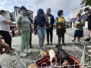 Ong Amigo Bicho realiza feira de adoção de animal em Içara