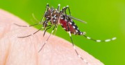 Focos de dengue são encontrados e orientações são repassadas