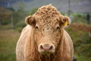 Justiça condena dono de touro que invadiu propriedade e fecundou vacas do vizinho