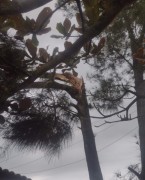 Árvore quebra e cai sobre casa no Município de Balneário Rincão (SC)