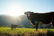 SC investe R$ 11,4 milhões na indenização de bovinos no primeiro quadrimestre 