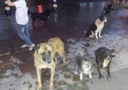 Feira de Adoção Animal será realizada semanalmente em Urussanga
