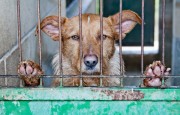 Ações para animais abandonados são solicitadas na Câmara de Criciúma