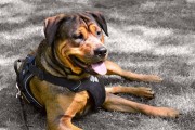 Lei regulamenta registro e posse de cães das raças pit bull e rottweiler