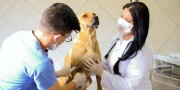 Governo de I&ccedil;ara realiza mais de 3,6 mil castra&ccedil;&otilde;es de c&atilde;es e gatos em 2022