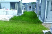 Manutenção só é feita em cemitério após reclamação