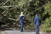Madeira de árvores derrubadas pelo ciclone podem ser usadas nos danos