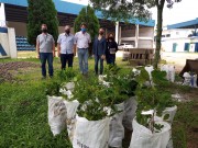 Urussanga e Cocal do Sul recebem mudas de projeto de compensação ambiental