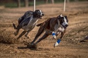 TJSC mantem ação sobre corrida clandestina de cães contra todos os acusados