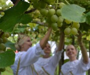 Pr&eacute;-evento coloca Urussanga em clima de Festa do Vinho